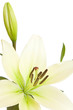 white lily with copy space