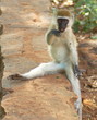 green vervet monkey at samburu, kenya