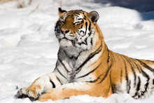 Meditating Tiger On Snow Background