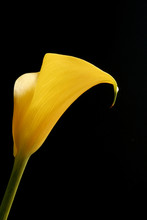 Single Yellow Calla Lily