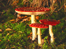 Amanita Muscaria - Fly Agaric Mushroom