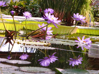 Wall Mural - multiple lotus blossoms and their reflections