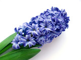blue hyacinth