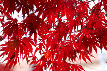 Red Japanese Maple Leafs