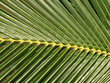 palm tree leaf