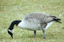 Goose Grazing