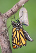monarch emerging