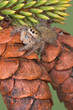 jumping spider on pine cones