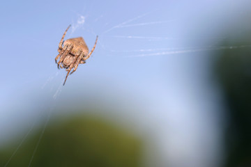 porch spider gathering