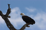 Fototapeta  - fish eagle