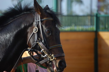 portrait of a race horse