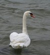 swan looking sidewards