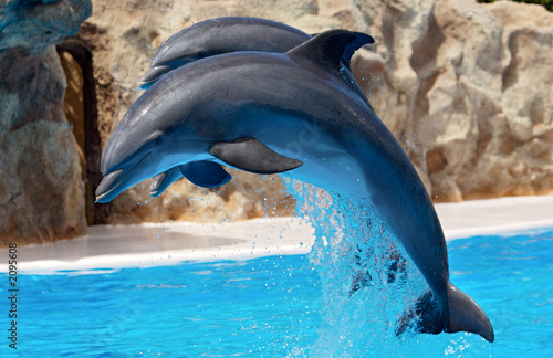 Foto-Vorhang - dolphins (von Gelpi)