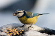 blue tit bird eating seeds