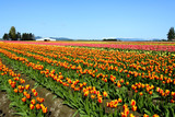 Fototapeta Sawanna - colorful tulips