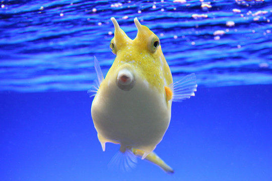 fisch enface