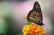 Leinwanddruck Bild monarch butterfly