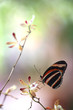 Leinwanddruck Bild butterfly