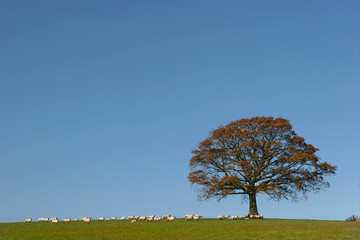 Wall Mural - oak tree in autumn