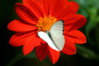 Leinwanddruck Bild white butterfly