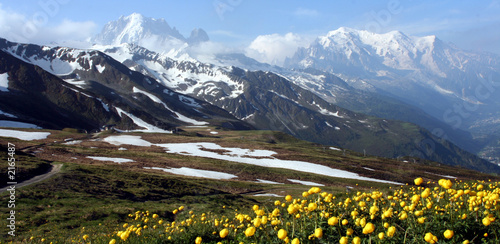 Obraz w ramie aiguille verte, mont blanc, flore jaune - im'py