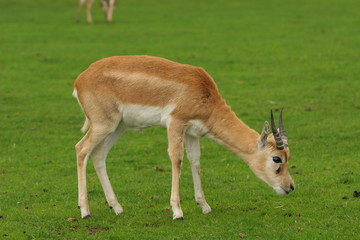 young deer