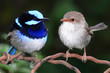 © Ben Twist - a pair of superb blue fairy wrens