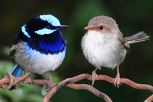 A Pair Of Superb Blue Fairy Wrens