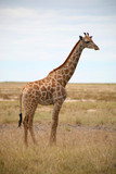 Fototapeta Zwierzęta - girafes - parc etosha en namibie