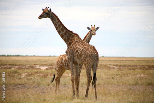 Tapeta ścienna Żyrafy - Etosha Park w Namibii
