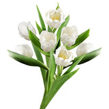 Fototapeta Tulipany - weiße tulpen