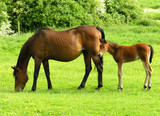 Fototapeta Konie - horses