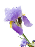 iris