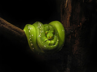 serpente