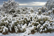 snow-covered cactus