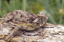 Texas Horned Toad