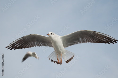 Liberte Oiseau Vol Buy This Stock Photo And Explore