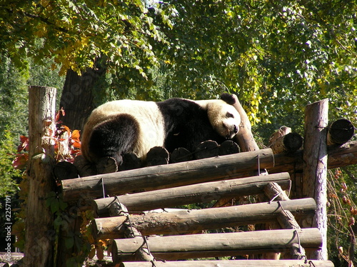 Board z aluminiowym obramowaniem Gigantyczna panda w Pekinie