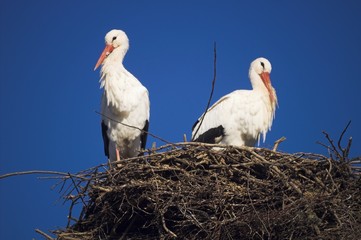 storchenpaar in seinem nest