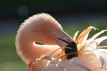 Flamingokopf