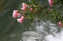 Blossoming Branches Of An Oleander &#241;&#234;&#235;&#238;&#237;&#232;&#235;&#232;&#241;&#252; Above Water