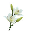 lilien