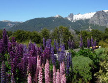 Lupins In The Andean Countryside