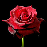rote rose mit tau