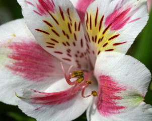 Wall Mural - tropical flower