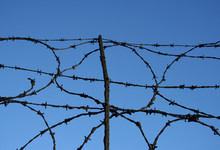 Painted Barbed Wire
