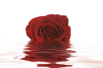 rose in water