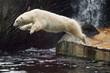 jumping polar bear
