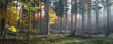 Fototapeta Las - autumn forest