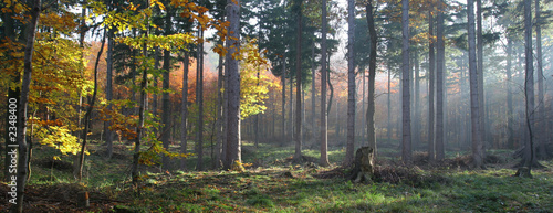autumn forest © Pawel Strykowski
